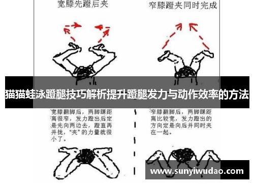 猫猫蛙泳蹬腿技巧解析提升蹬腿发力与动作效率的方法
